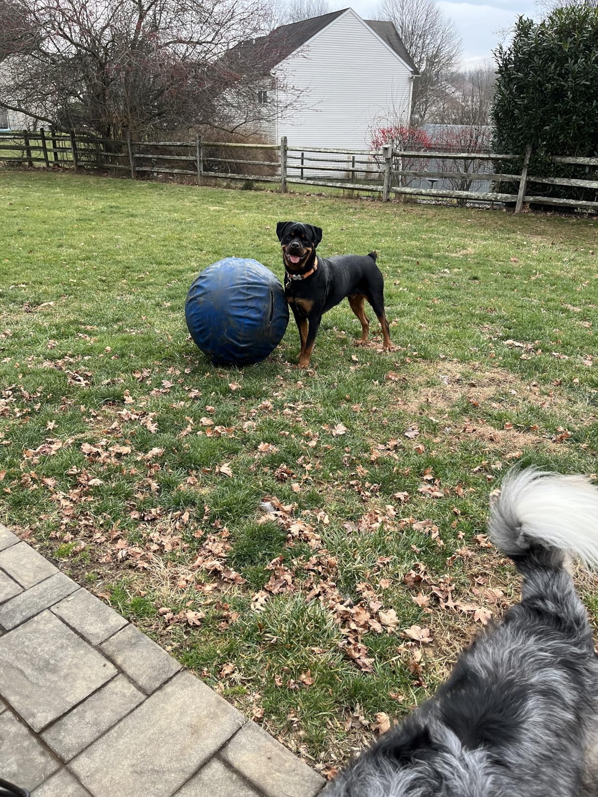 Rottweiler met Valkyrie Herding Ball